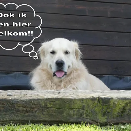 펜션 Vakantiewoning Amarillo *